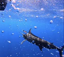 Your fishing story starts in NC! 